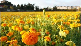 2019 11 26桃園平鎮花彩節