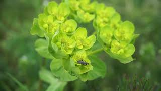 Wilczomlecz obrotny, ostromlecz obrotny - Euphorbia helioscopia