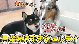 黒柴犬が好きすぎシェルティ 🐶ひみつきちなう！②🐶  (シェルティ チワワ 柴犬 トイプードル ウェスティ ミックス犬) 2019年12月26日