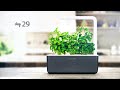 thai basil timelapse click u0026 grow indoor garden