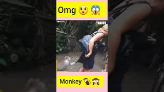 Omg 😲 😱 Monkey pulling girl panties #shorts #naughty #shorts #lol #monkey #funny