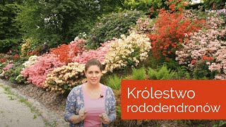 Królestwo Rododendronów