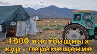 1000 кур первое перемещение в 2023 году