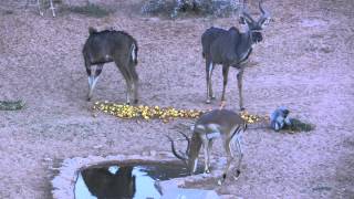 Bhejane Bowhunting Impala_HD