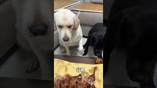 锅圈是拉布拉多🐶：净给我吃这些没肉的东西#拉布拉多#萌宠#狗子成精了#搞笑#shorts