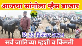 आजचा सांगोला म्हैस बाजार.दि 22 डिसेंबर 2024