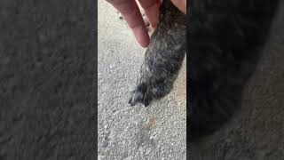 QC before clipping black nails