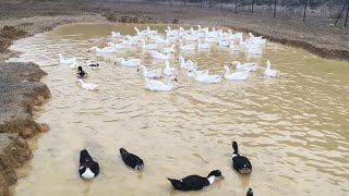 Goose Farm Visits in Turkey