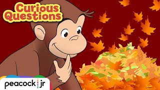 Why Do Trees Drop Their Leaves? | CURIOUS QUESTIONS