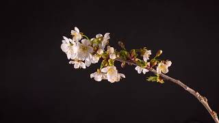 Test1