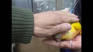 ウロコインコ　サンチークとムーンチークの仲良し動画1