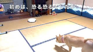 初めてお掃除ロボットを見た山陰柴犬サニー！