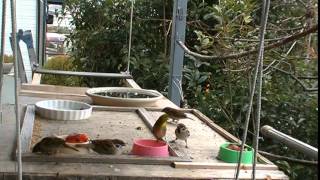 メジロがスズメを威嚇 White-eye threatens Sparrows