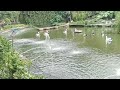 taman marga satwa ragunan explore keindahan kolam taman burung pelikan ragunan