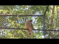 mother pileated gibbon