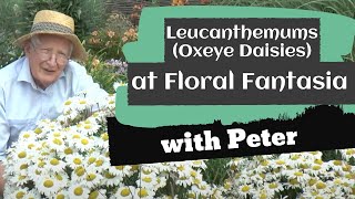 Leucanthemums (Oxeye Daisies) at Floral Fantasia | Garden Ideas | Peter Seabrook