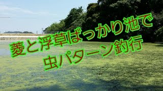 菱と浮き草ばっかり池で虫パターンで釣行。