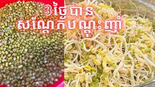 វិធីបណ្តុះសណ្តែកនៅផ្ទះដោយខ្លួនឯង #វិធីរក្សាទុកសណ្តែកអោយបានយូរ