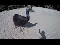 wild cassowary chases girl on the beach