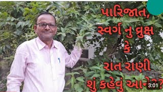 પારીજાત ની સંપૂર્ણ માહિતી | રાતરાણી એટલે શું | સ્વર્ગ નું વૃક્ષ | Parijat ni badhi jankari |