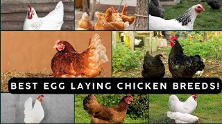 Misri aor golden murgi setup / Best Egg Laying Chicken Breeds /Ayam cemani and golden hen breed 2025