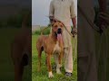 new Bully kutta in Kennel | pet vlogs with Basit