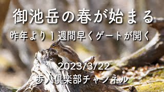 御池岳の春が始まる2023年3月20日　鈴鹿山系　シマリス、シロバナネコノメソウ、フクジュソウ、ミソサザイ、クマタカなど