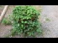 growing strawberries in a strawberry pot