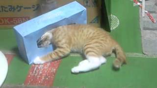 ティッシュの空箱で遊ぶ猫 /kitten playing with tissue box /cat