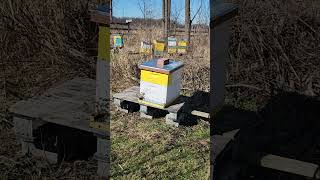 Feb 11 Michigan Honey Bees Foraging For Food