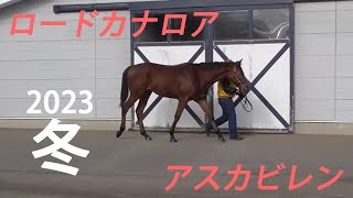 PEGASUS1（ロードカナロア×アスカビレン）2023年冬