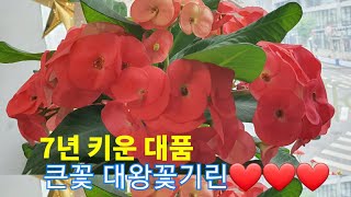 #키우기쉬운화초 #대왕꽃기린 #꽃기린 친절한 제이샘❤7년키운 큰꽃 대왕꽃기린