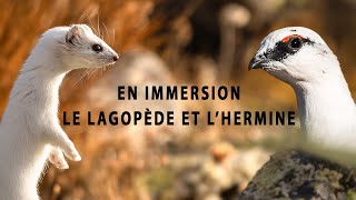 En Immersion  avec  Le Lagopède et L'hermine