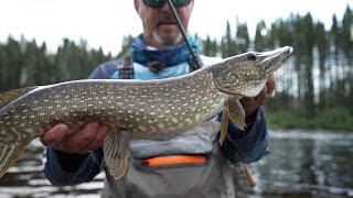 Pêche au brochet à la mouche à la Pourvoirie Phibougamau s10e06