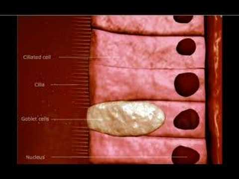 What is the importance of cilia and mucus?
