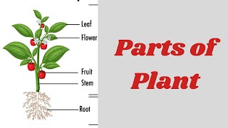 Parts of a Plant | #aumsum  #kids #science #education #children