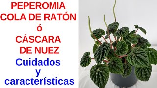 PEPEROMIA CAPERATA Cuidados y Características