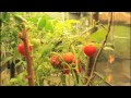Basement Garden Update 11/26/2011 Basement Garden Update 11/26/2011