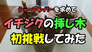 イチジクの挿し木に初チャレンジ ～シャーアンバーの苗を求めて～