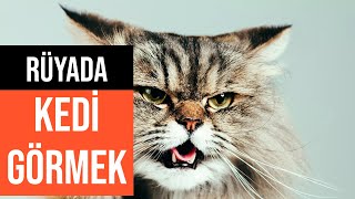 Rüyada Kedi Görmek Diyannet Yorumu