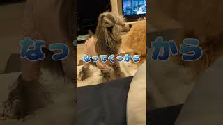 【かっけえハスキー犬】いまからカットなんだけどリリィちゃん #shorts #トイプードル #トリミング