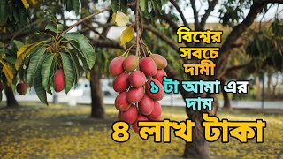 পৃথিবীর সবচেয়ে দামি আম | মিয়াজাকি |Most expensive mango in the world | Egg of the Sun |