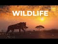 safarilive sunrise 26 may 2024 ad free