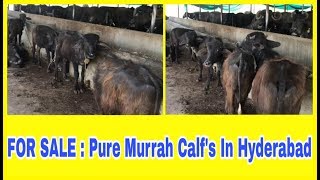 FOR SALE :  Pure Murrah Calf in Hyderabad | Telangana