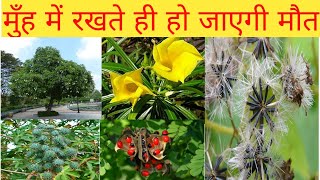 दुनिया के 5 सबसे जहरीले पेड़ पौधे/world most dengarous tree and plant