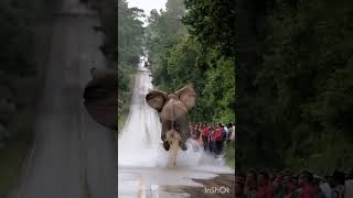 😱🔥🐘 elephant vs 🦁 lion ko marta hua 🔥 #dog #snake #wildlife #animals #shorts #shortsfeed#trending