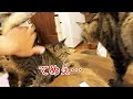 今までで最高クラスのお尻ぽんぽんを受けていた猫が弟に邪魔をされた結果…