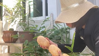 Country side woman cooking yummy Lotus Roots with tuppings  😍🥰😋 @357OLIVEKITCHEN