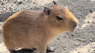 【カピバラ】み〜んな個性的❤︎　#capybara #cute