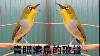 鳥聲 birds - 早上的鳥叫聲很好聽 , 藍眼繡花鳥